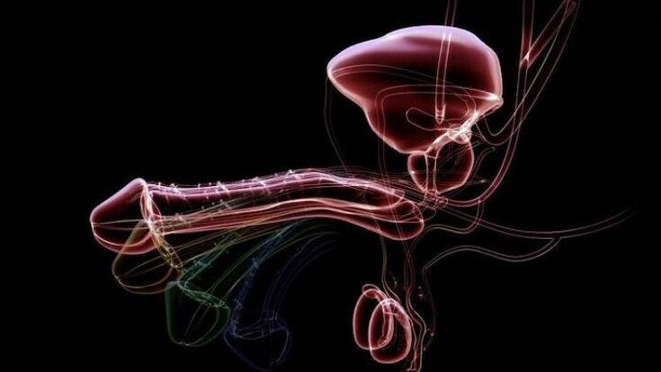 Miért jelenik meg a váladékozás, amikor a férfiak izgatottak, és ez normális